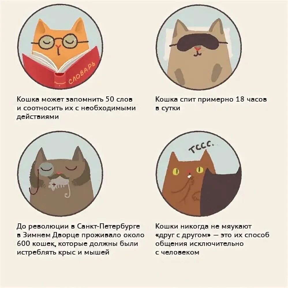 Как действовать кошку. Кот интересные факты. Факты из жизни кошек. Интересные факты из кошачьей жизни. Милые факты о кошках.