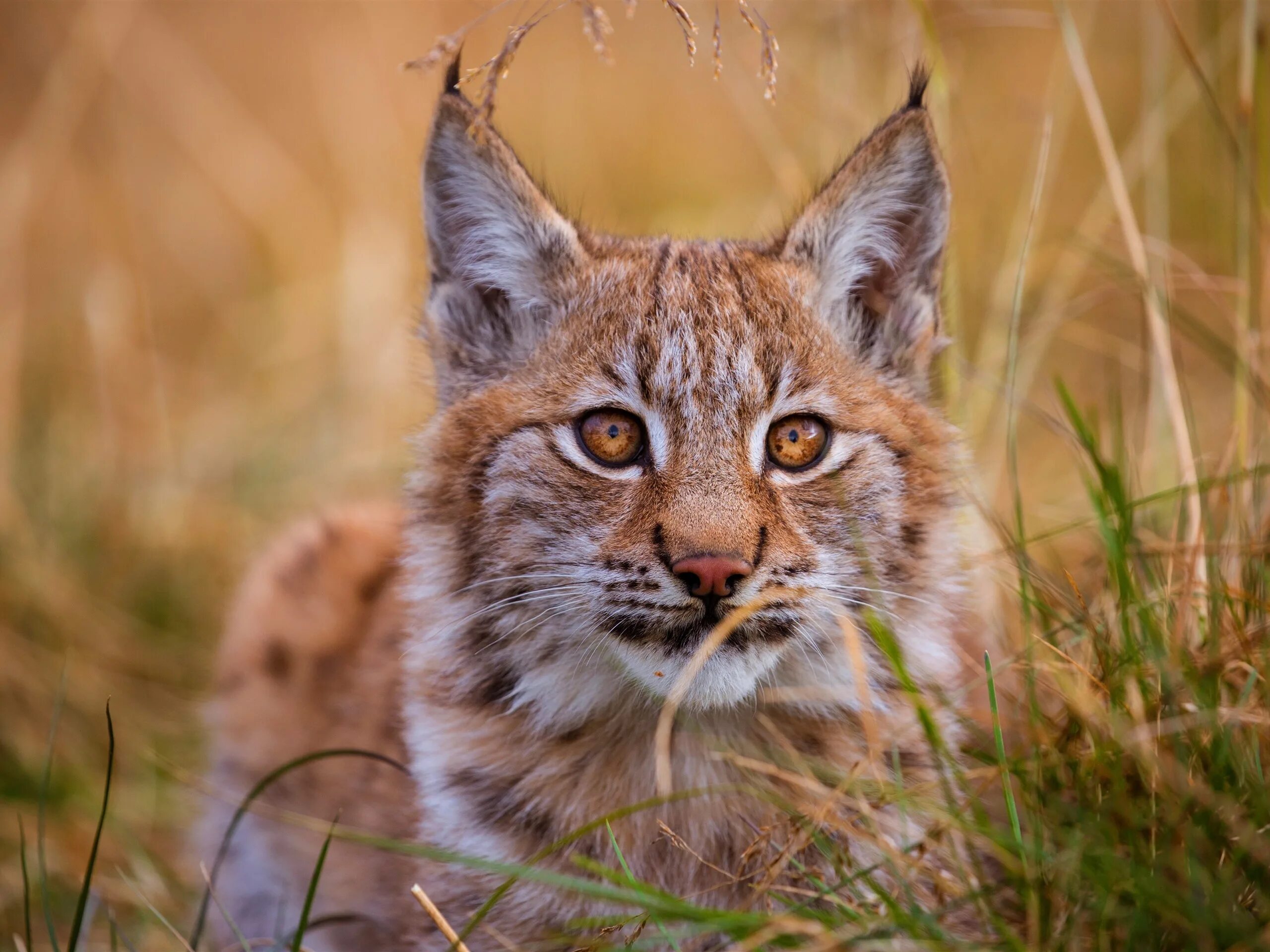 Обыкновенная Рысь. Рысь (Lynx Lynx) в дикой природе. Гималайская Рысь. Красивая Рысь. Дикую кошку рысь