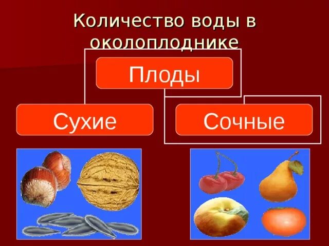 Становится околоплодником. Сухие и сочные плоды. Сухие и сочные плоды биология 6 класс. Сухой или сочный плод. Сухой околоплодник.