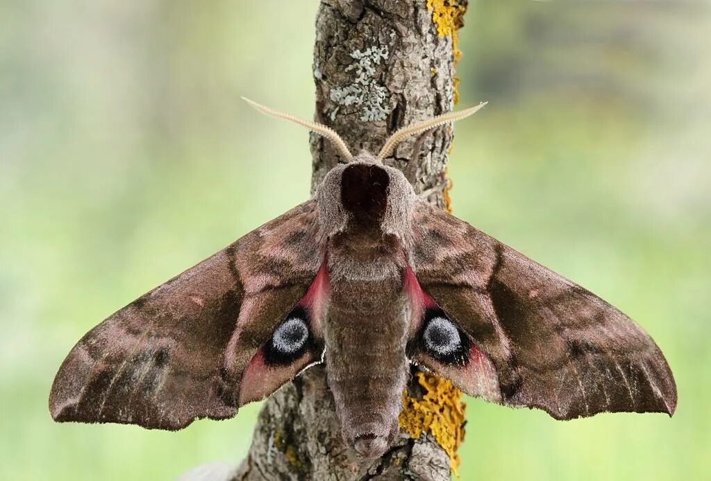 Цвет моли. Ночная бабочка Бражник глазчатый. Бражник глазчатый (Smerinthus ocellatus). Глазчатый Бражник бабочка. Павлиноглазка Бражник.