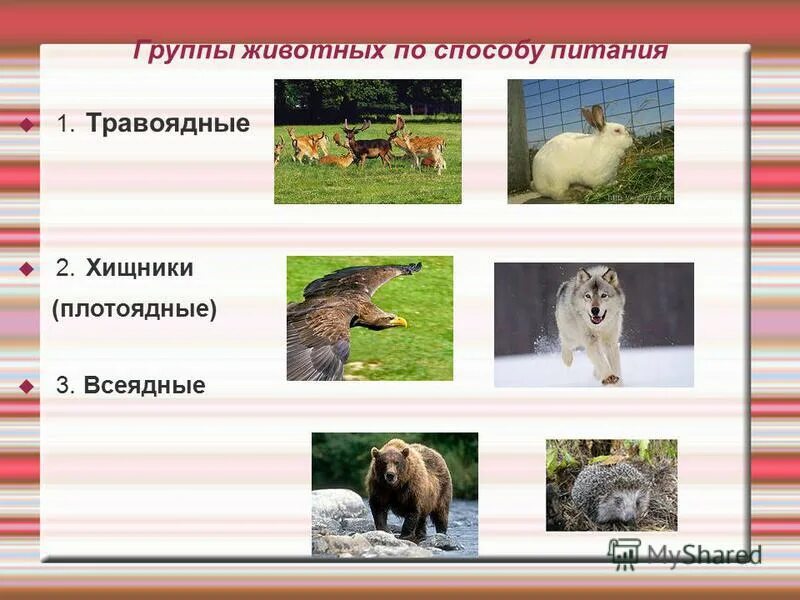 Лиса травоядное плотоядное или всеядное животное. Лиса травоядное плотоядное или всеядное животное