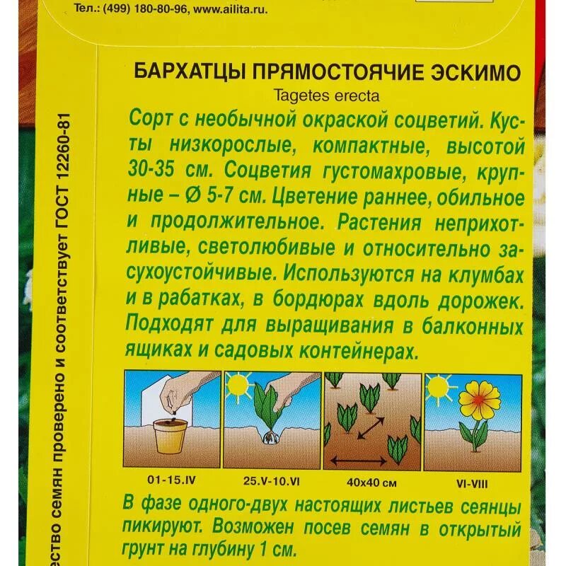 Белые бархатцы эскимо. Бархатцы сроки цветения.