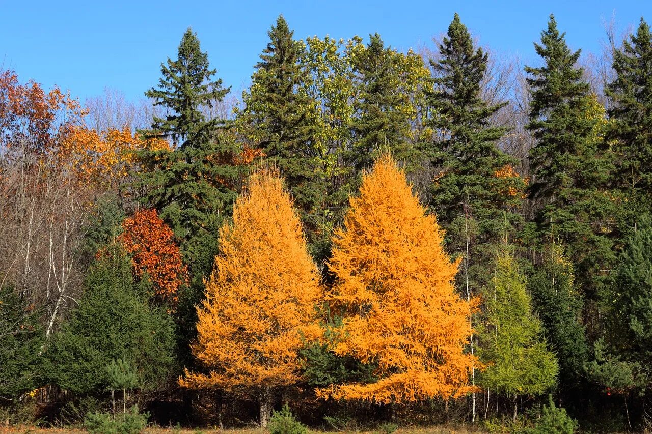 Сопутствующие виды лиственного леса. Лиственница Сибирская Larix sibirica. Лес Даурской лиственницы. Лиственница Сибирская осенью. Ель с сибирской лиственницей.