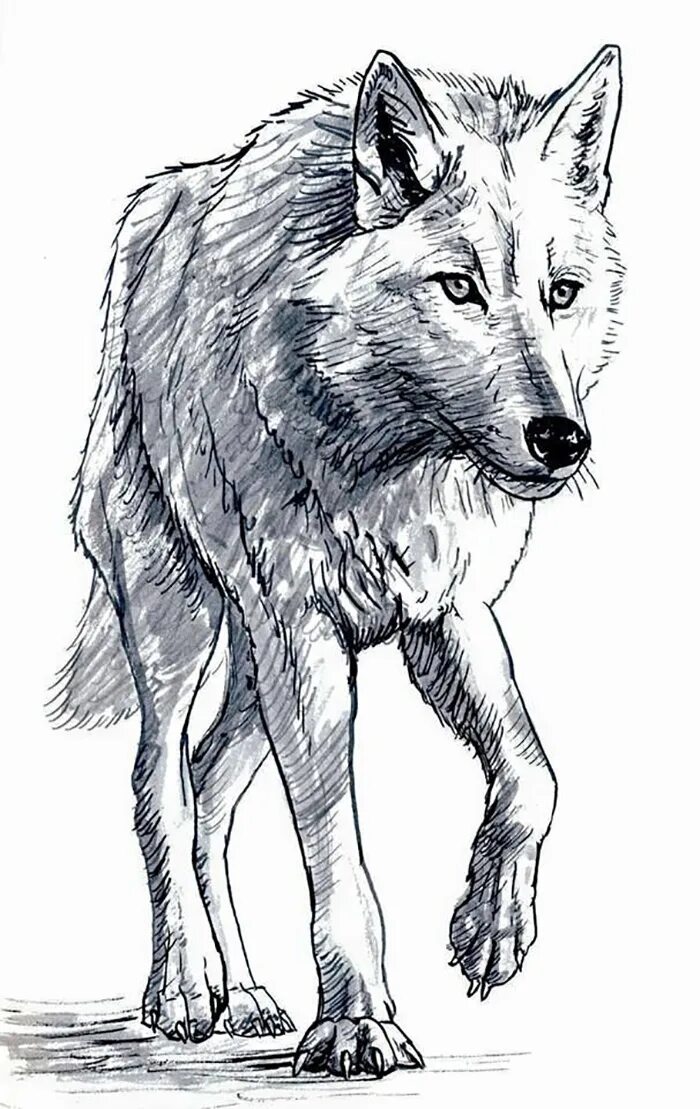 Картинки волка рисунки. Волк рисунок. Рисунок волка для срисовки. Волк набросок. Волк карандашом.