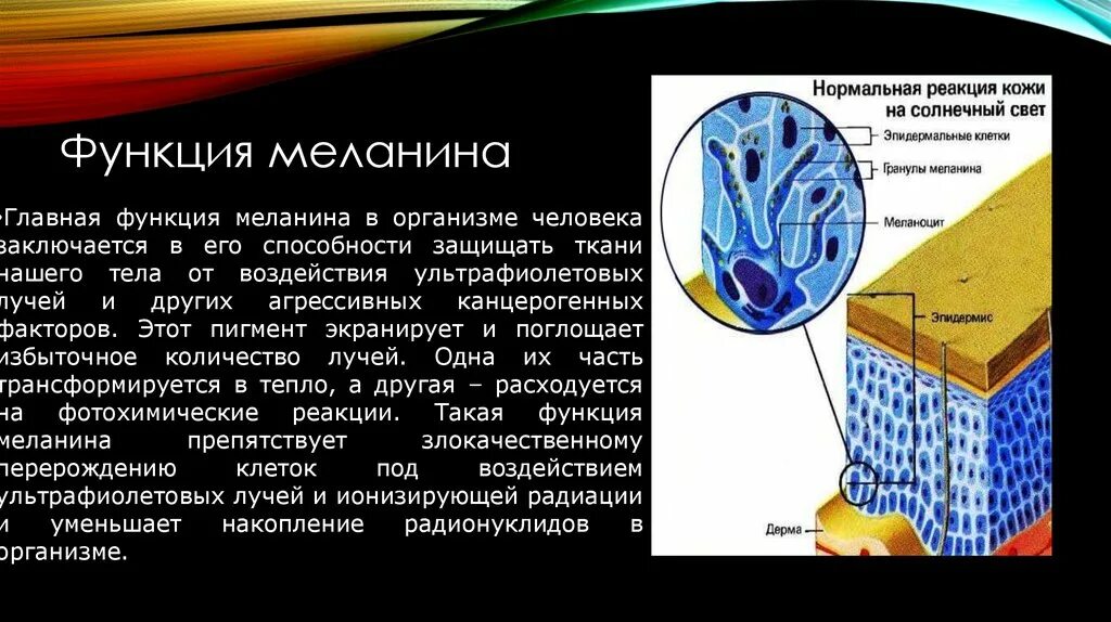 Пигмент содержащийся в коже. Пигмент меланин функция. Функции меланина. Функции пигмента меланина. Меланин кожа человека.