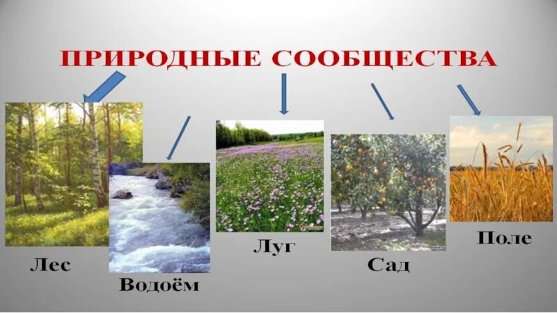 Природное сообщество 5 класс биология 21 параграф. Природные сообщества. Класс природные сообщества. Картинки на тему природные сообщества. Природные сообщества 5 класс биология.