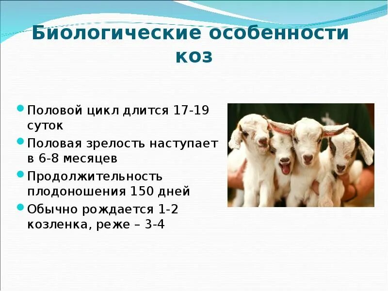 Охота у козы периодичность. Как изменится численность мышей и коз