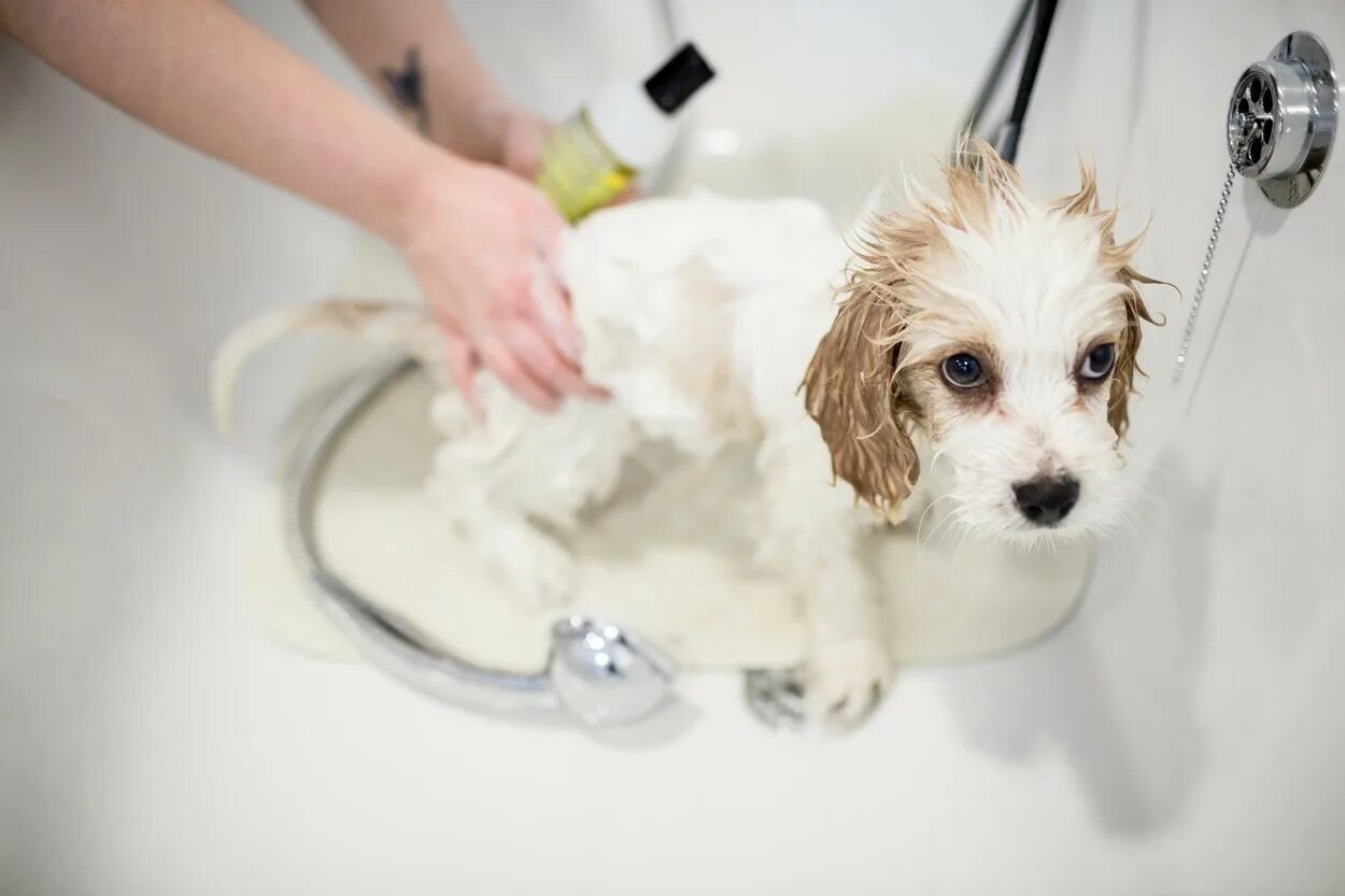 Сколько купать щенка. Мытье собаки. Собака моется. Собаку моют. Груминг мытье.
