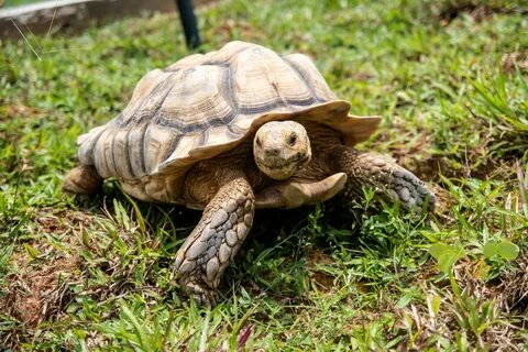 Tortoise
