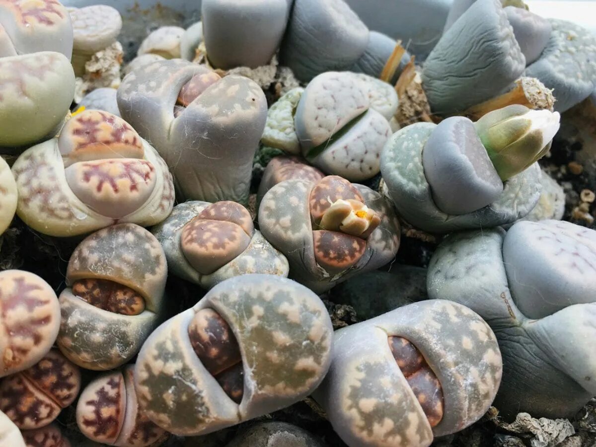 http://www.cactuspro.com/conophytum-lithops/albums/encyclopedie/lithops/hookeri/