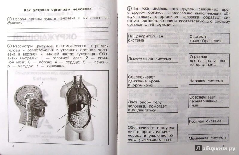 Тетрадь для самостоятельной работы 2. Окружающий мир самостоятельная работа. Тетрадь по окружающему миру для самостоятельных работ. Окружающий мир 4 класс рабочая тетрадь Федотова.