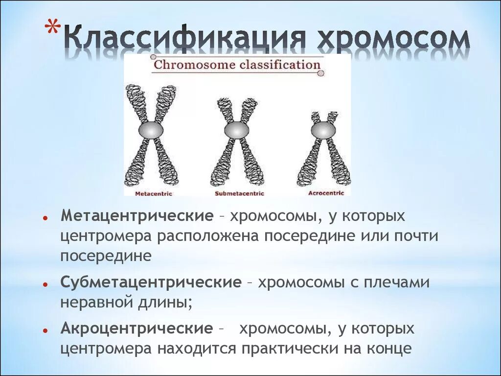 Какие типы хромосом вам известны. Метацентрические субметацентрические. Телоцентрические хромосомы акроцентрические. Метацентрические хромосомы. Мето центрические хромосомы.