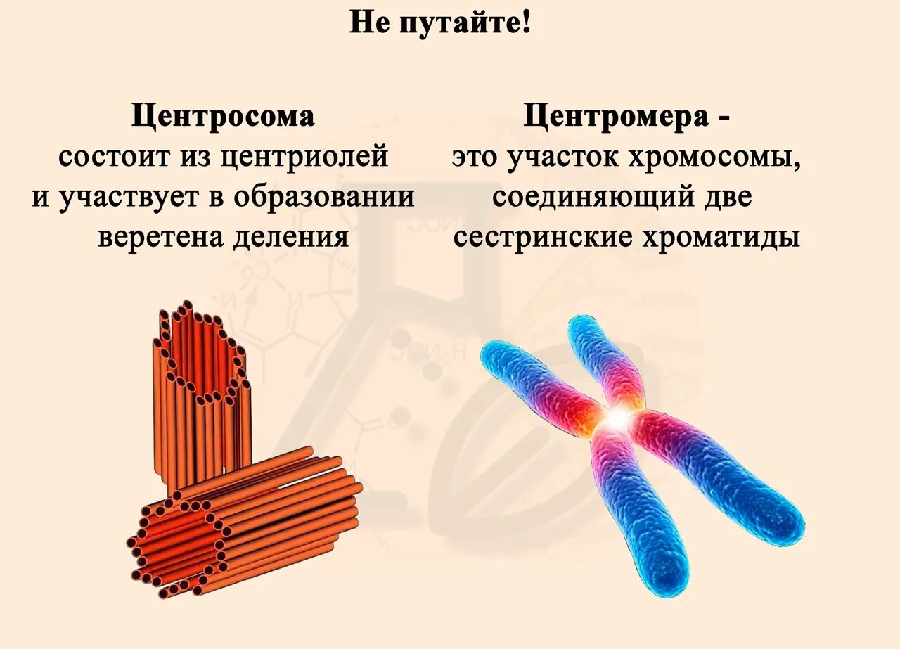 Функции центросомы. Центросома строение и функции. Центросома рисунок. Центросома строение. Центросфера.