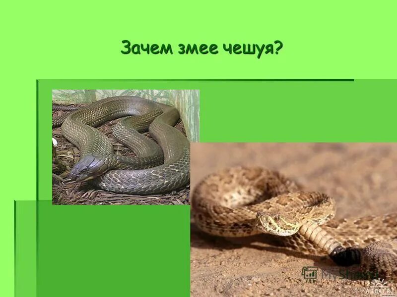 Змеиный почему