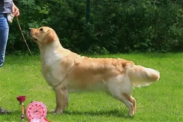 Золотистый ретривер мисс келси. Ретривер ркф. Экстерьер ретривера. Ретривер ркф. Лабрадор стандарт породы ркф.