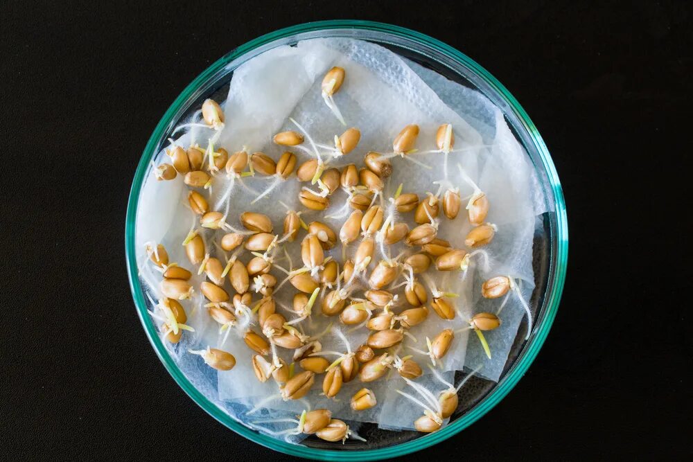 прорастание семян в чашках петри. чашка петри с семенами. арабидопсис в чашках петри. как проращивать семена в чашке петри. как проращивать семена в чашке петри.