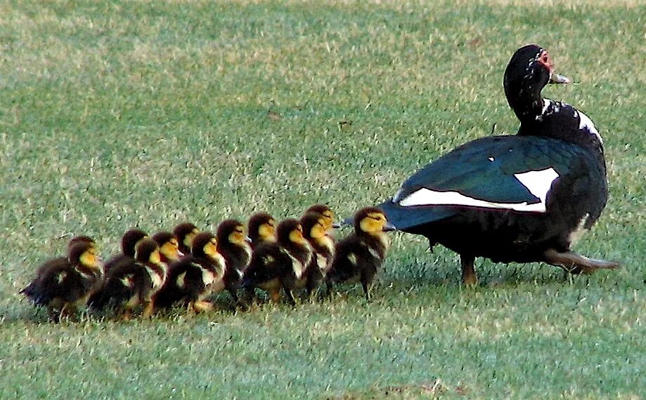 Get ducks. Мускусная утка утята. Muscovy. Get Ducks in a Row идиома. Мускусные уточки в саду.