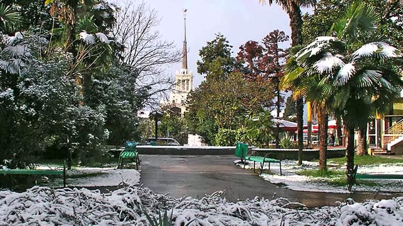 хоста крупнолистная желтая. поселок хоста краснодарский край. хостинский район сочи зима. адлер зимой. хоста зеленая обыкновенная.