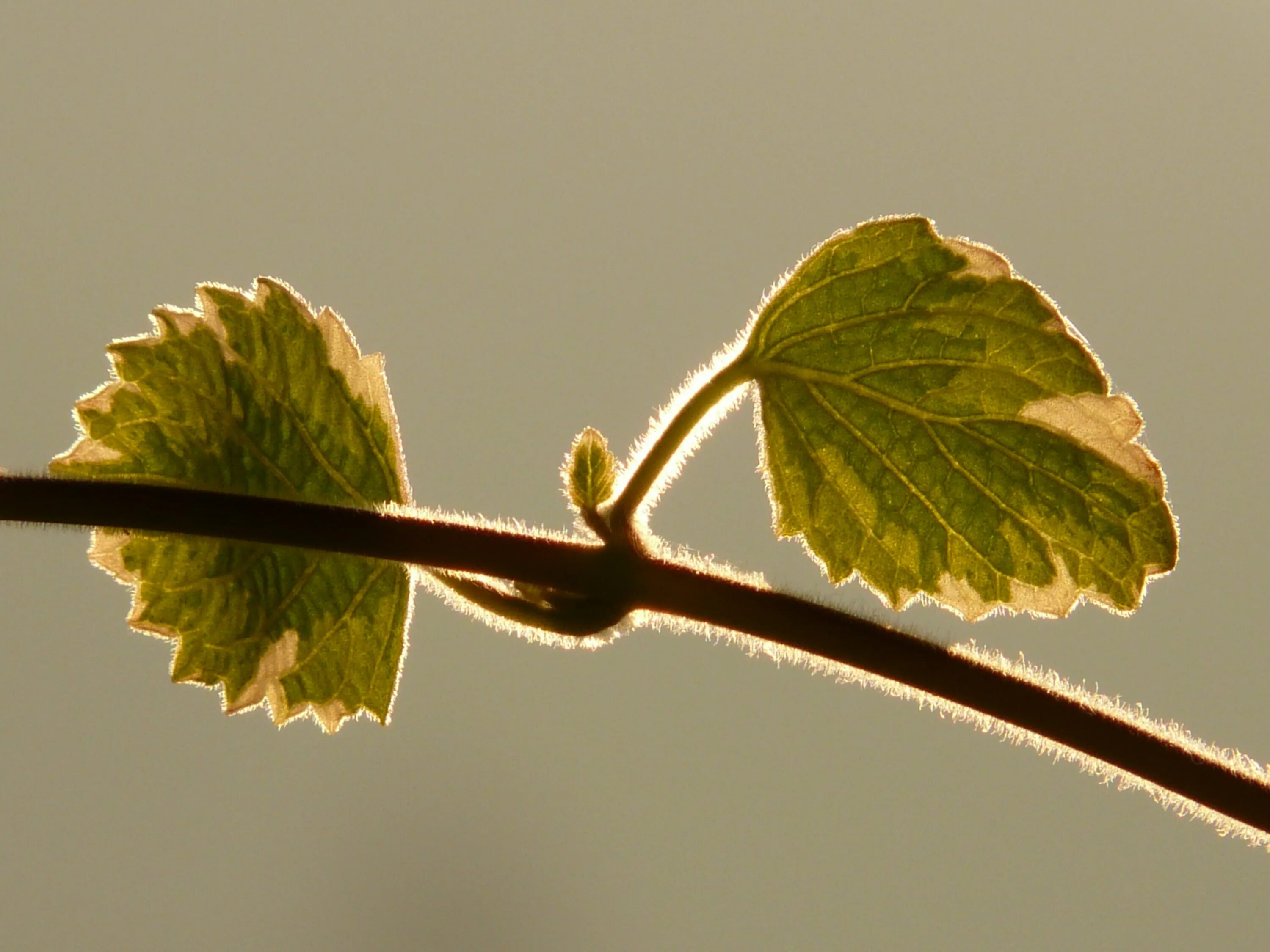 Leaves on the back. Листья растений. Красивые стебли с листьями. З Д листья. Картинки листочков и цветочков.