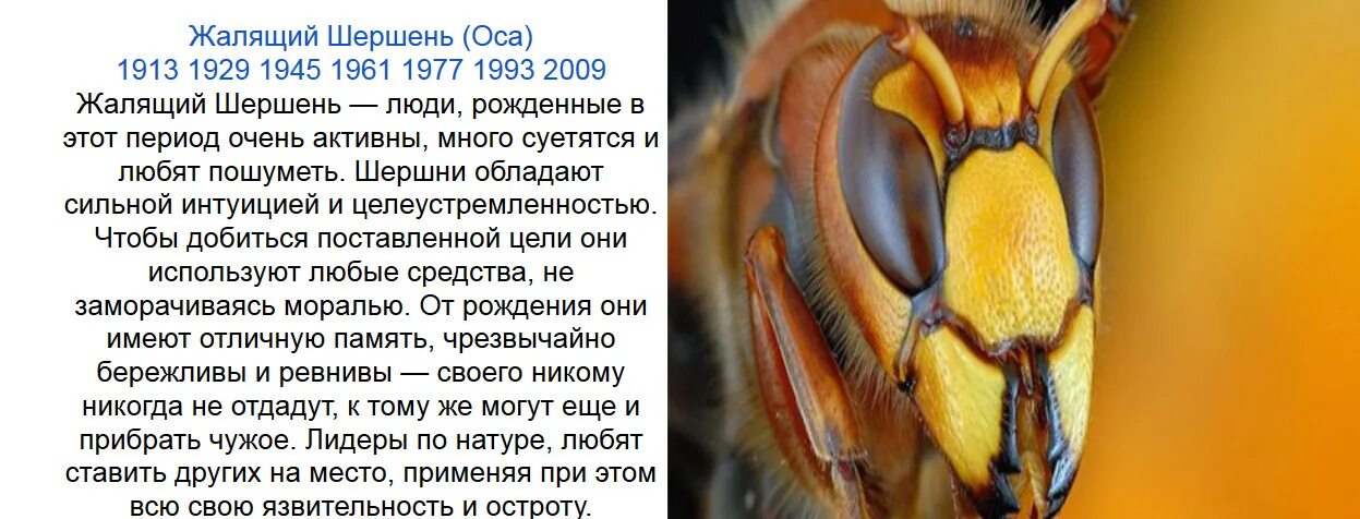 год шершня по славянскому календарю. шершень ест пчелу. год шершня по славянскому календарю. огненная векша по славянскому календарю. год шершня по славянскому календарю.