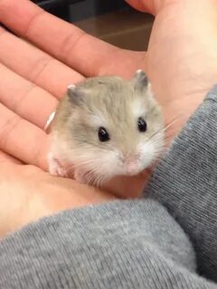 Маленький хомяк
