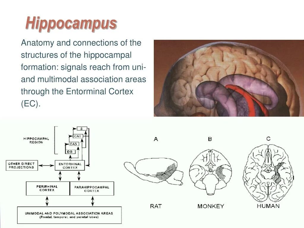 Повреждение гиппокампа. Гиппокамп анатомия. Hippocampus анатомия. Строение гиппокампа. Гиппокамп анатомия строение.