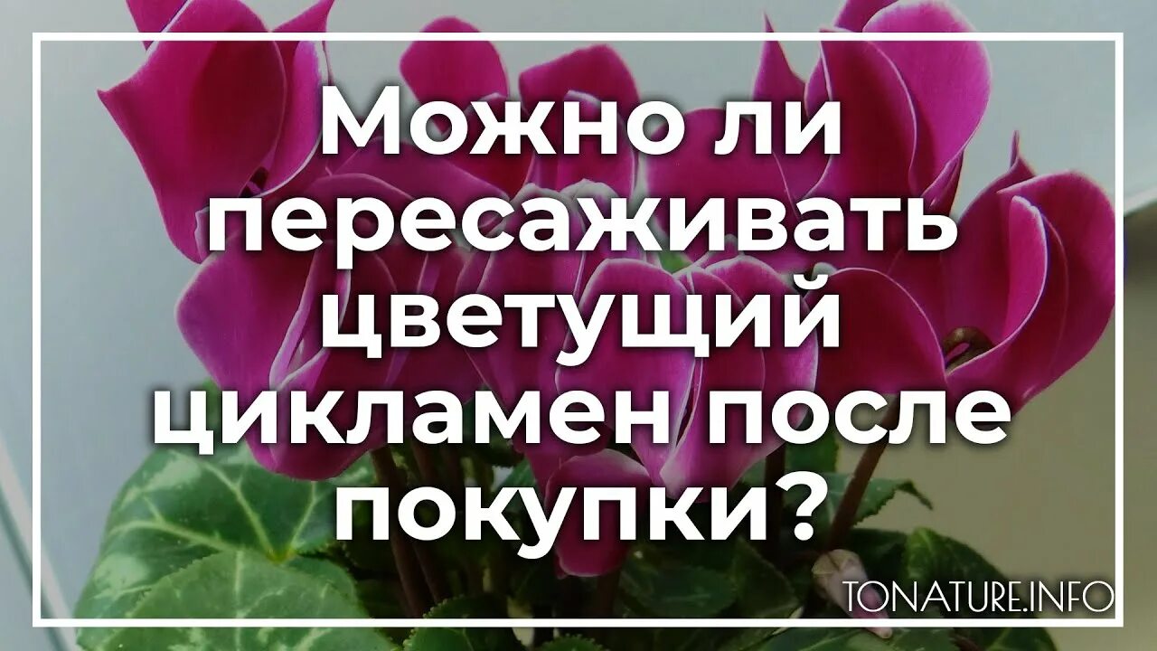 Цикламен пересадка после магазина. Цикламен персидский пересадка после покупки. Можно ли пересаживать Цветущий цикламен. Пересадка цикламена после покупки во время цветения. Пересадить цикламен после покупки.