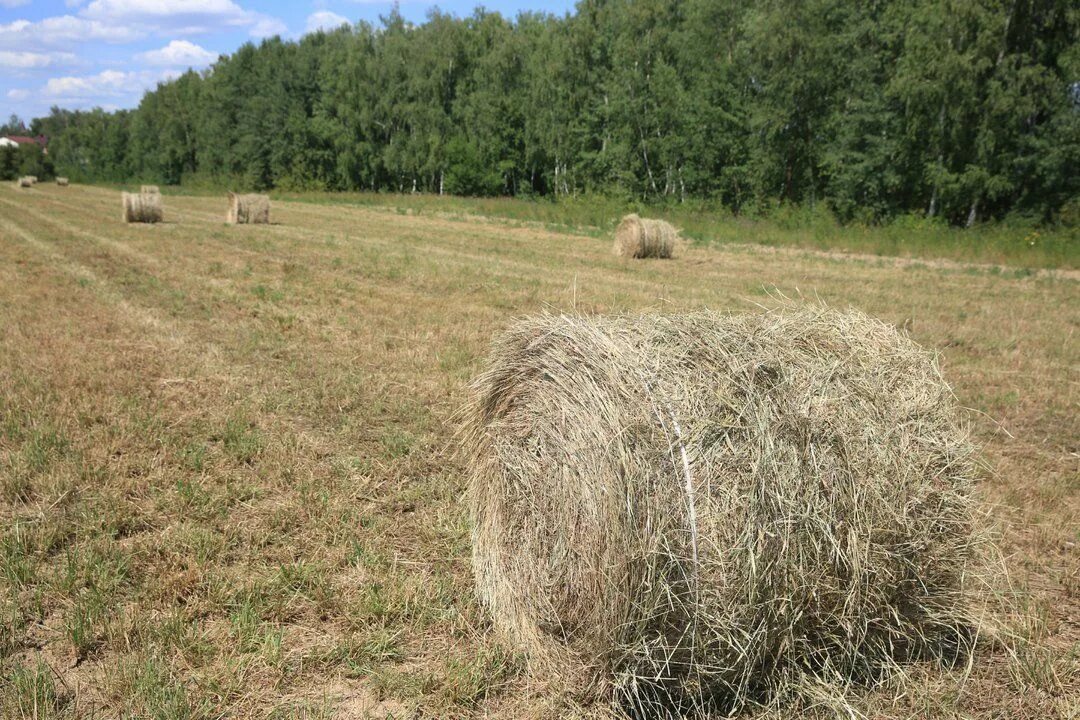 Сено какое число. Запах сенокоса. Пахнет сеном. Пахнет сеном и г*****. То ли чай сеном пахнет то ли сено.