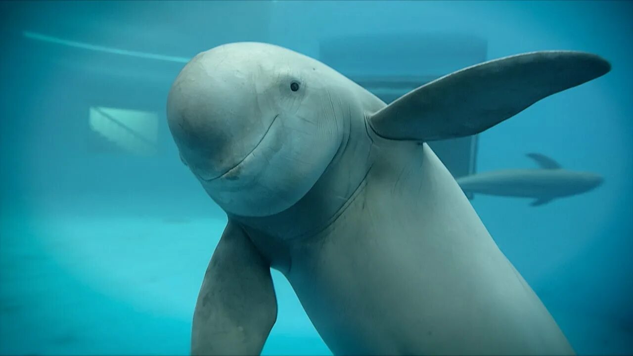 бесперая морская свинья. обитатели реки янцзы. Yangtze finless porpoise. Vaquita porpoise. черноморская морская свинья.