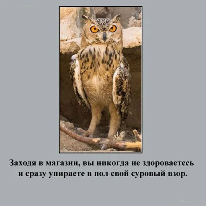 Волк с прищуром. Эмоции собак. Мир входящему фильм 1961. Суровый взор. Суровый взор.