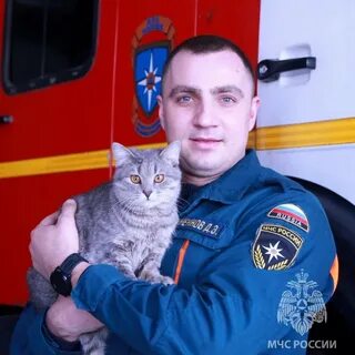 Новости котики