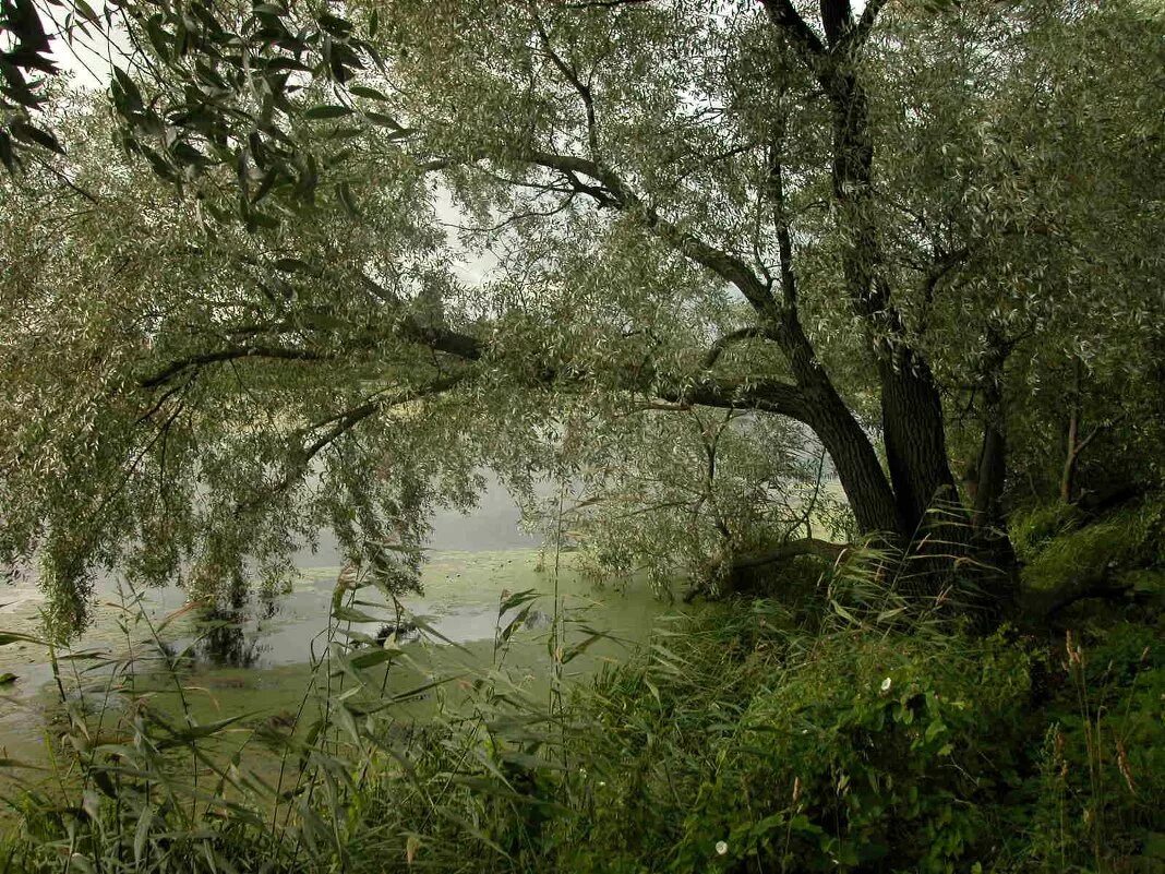 Кусты и болота