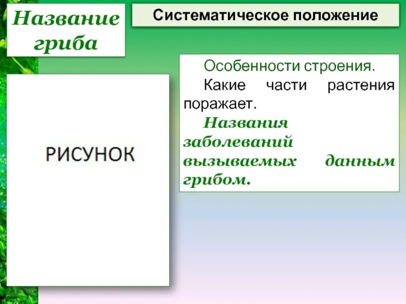 Систематическое толкование пример. Систематическое положение шампиньона. систематическое положение белого гриба.