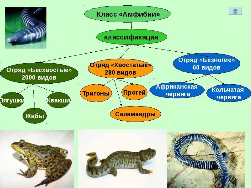 Контрольная работа земноводные пресмыкающиеся птицы. Классификация амфибий схема. Таблица отряд безногие хвостатые бесхвостые. Классификация земноводных животных. Систематика амфибий 7 класс.