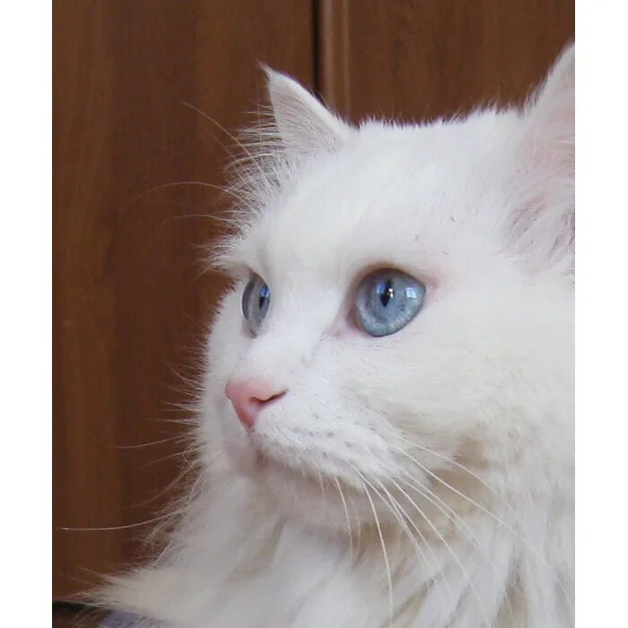 Глухой котенок