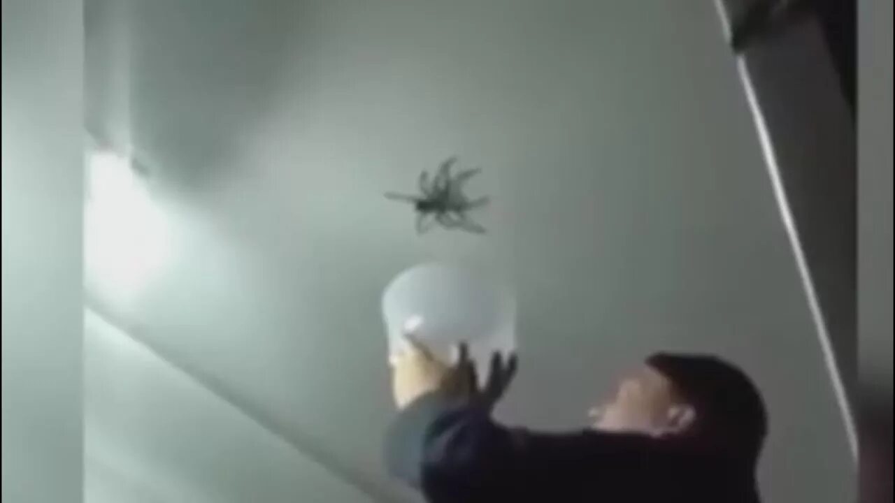 Скачущий паук. Костюм паука для кошки. Смешной паук. Смешной паук. Паук gif.