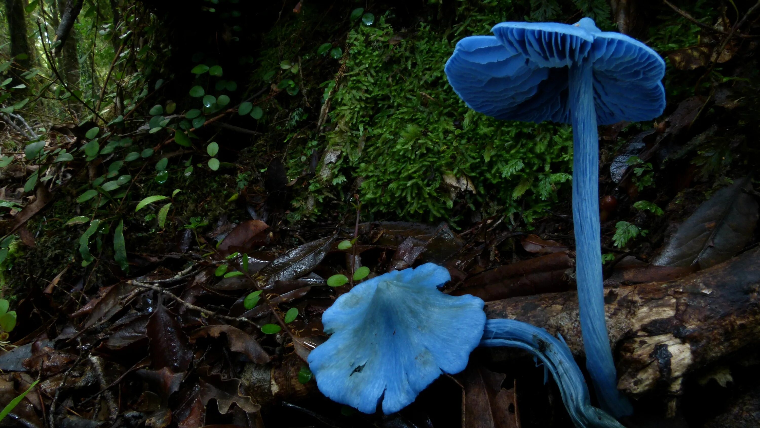 Включи редкие грибы. Энтолома голубая. Млечник голубой гриб. Entoloma hochstetteri. Гриб Энтолома голубая.