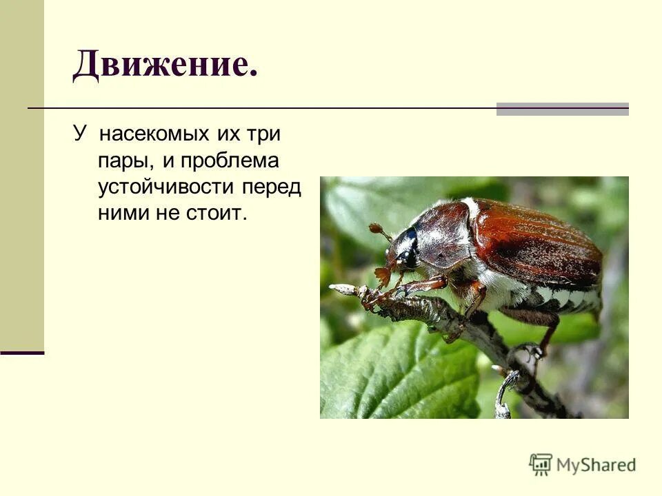 цикл развития майского жука. сочинский майский жук. майский жук черноморский. способы передвижения майского жука. особенности внешнего строения насекомых.