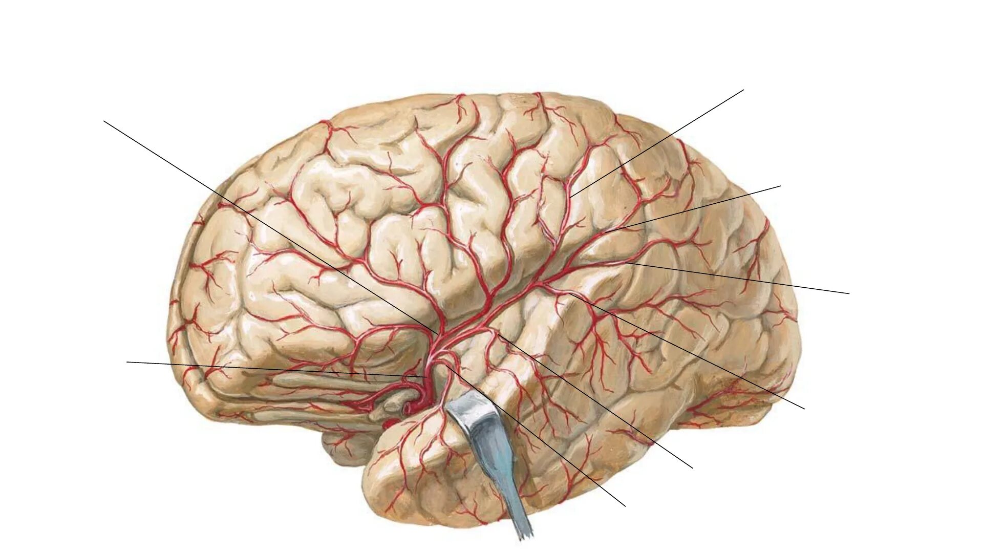 Задняя соединительная артерия мозга. Кровоснабжение долей головного мозга. Ветви средней мозговой артерии анатомия. Кровоснабжение средней мозговой артерии. Зона кровоснабжения средней мозговой артерии.