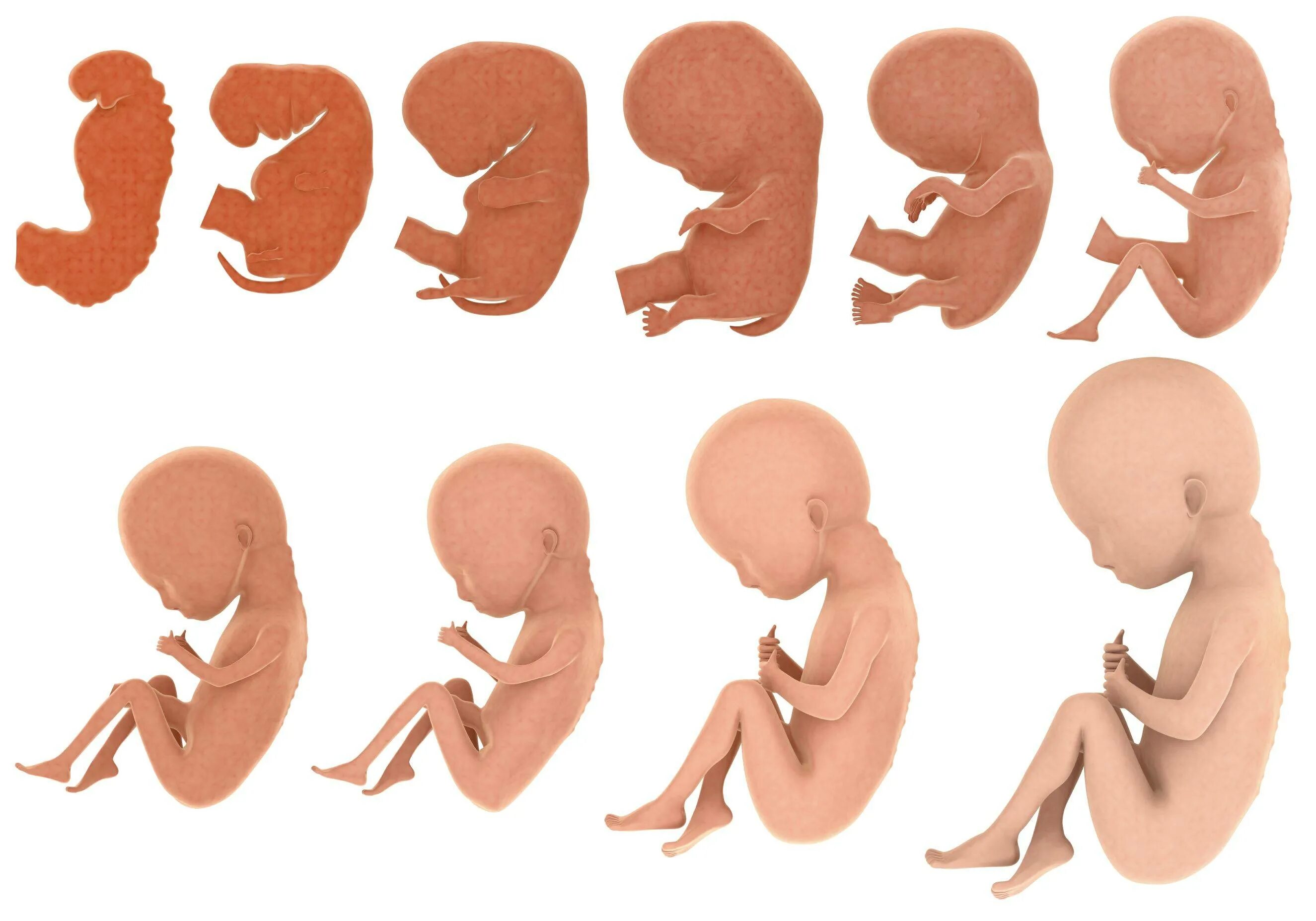 Эмбрион человека это. Этапы развития ребенка в утробе матери. Формирование ребенка в животе. Этапы формирования ребенка в утробе матери. Стадия формирования ребёнка в животе.