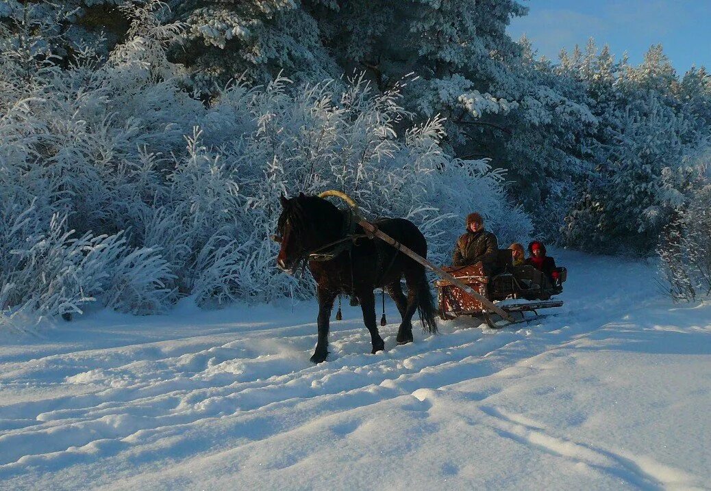 Звоны мерзлые. Лошадь с санями. Лошади зимой. Лошадь с санями зимой. Сани зимой.