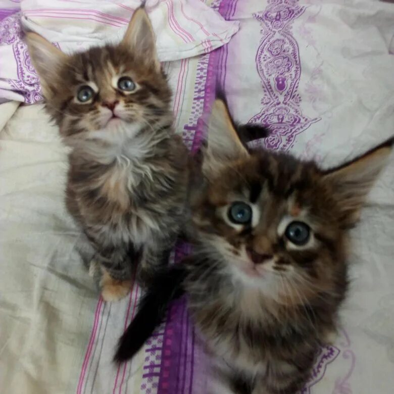 Котята в черногорске на авито с фото. Британские котята в добрые руки. Кот курган. Кошки в махачкале. Котики на авито.