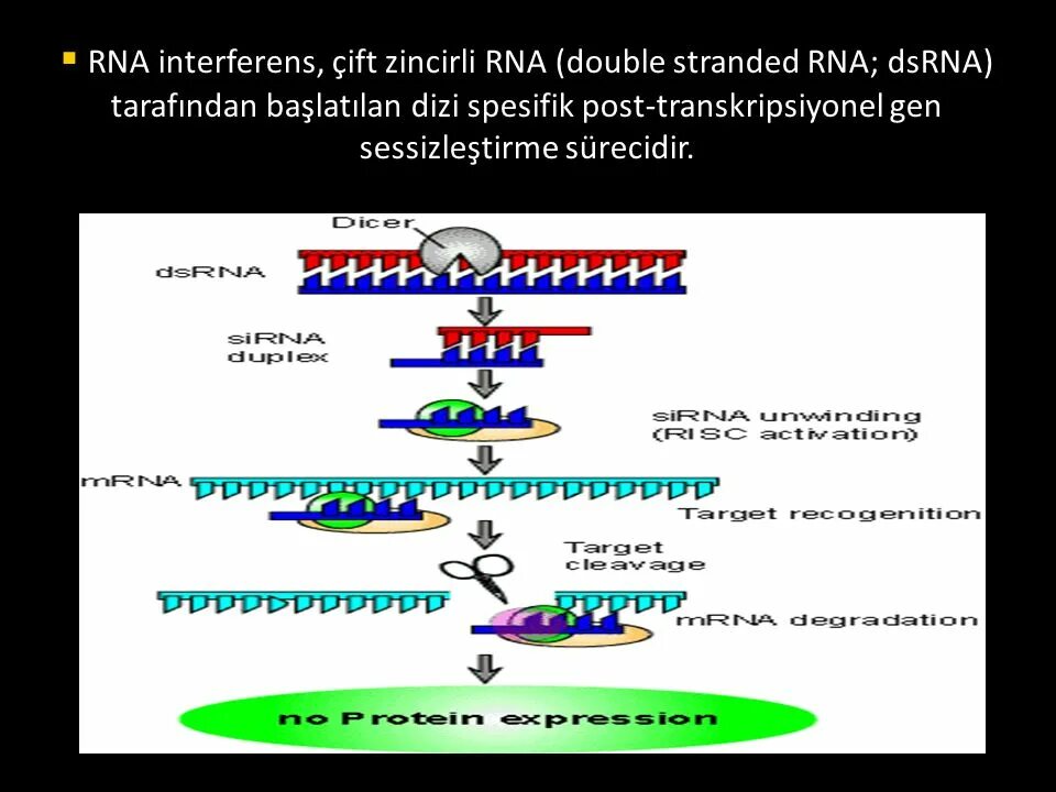 Double Stranded RNA. Single-Stranded (RNA) and Double-Stranded (DSRNA) viruses.