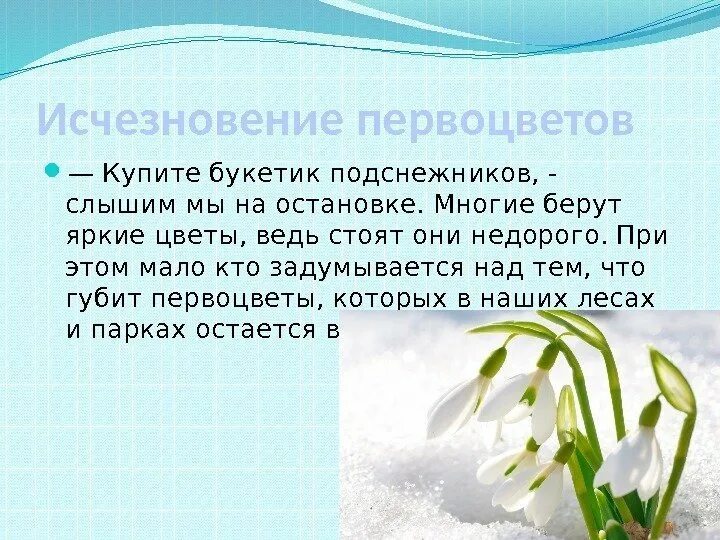 Загадка про подснежник для детей. Подснежник для детей. Описание подснежника. Сочинение про Подснежник. Стихотворение про первоцветы.