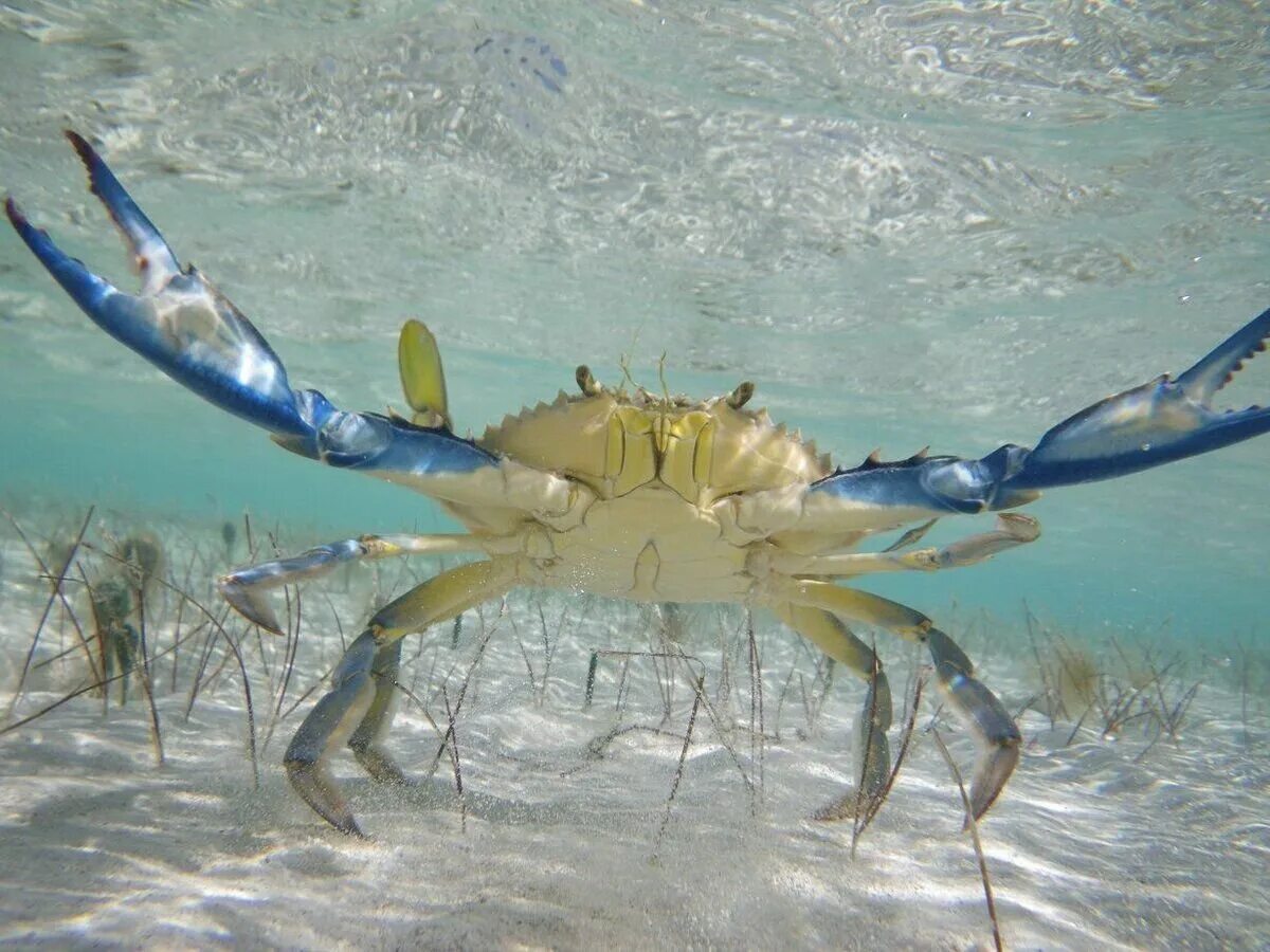 Водный краб. Голубой краб плавунец. Голубой краб Callinectes sapidus. Краб плавунец черного моря. Песчаный краб плавунец.