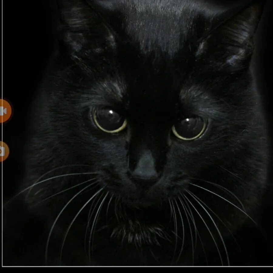 Чёрный кот. Чёрный. Черный кот картинки. Кошечка черная. Белый галстук у черного кота 7 букв
