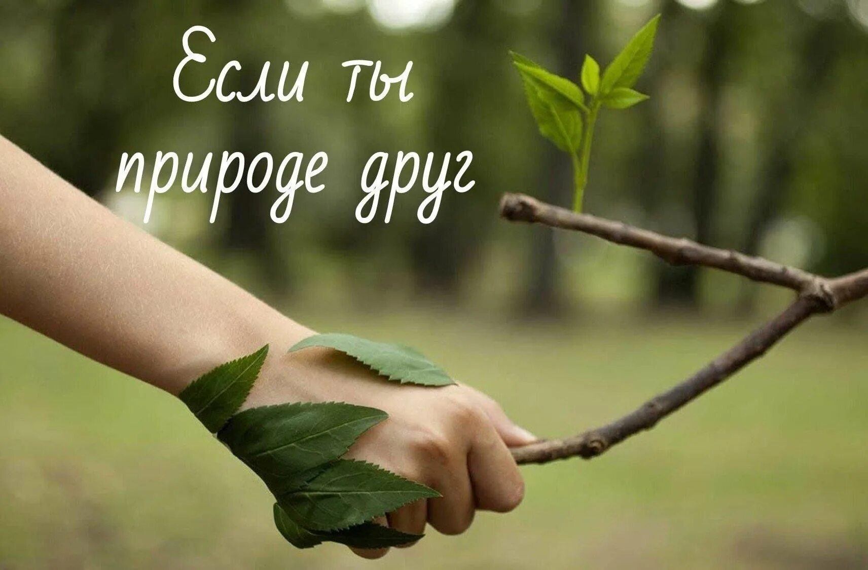 Как называют человека любящего природу. Природа в руках человека. человек и природа. защита природы. дерево в руках.