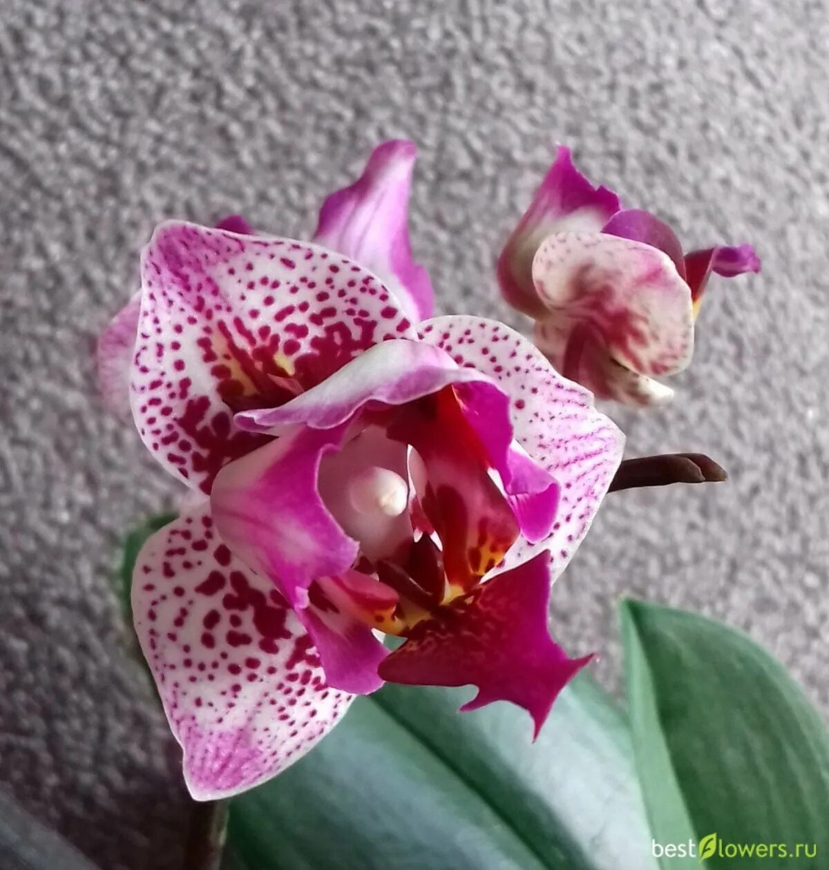 Пин на доске How to grow orchids