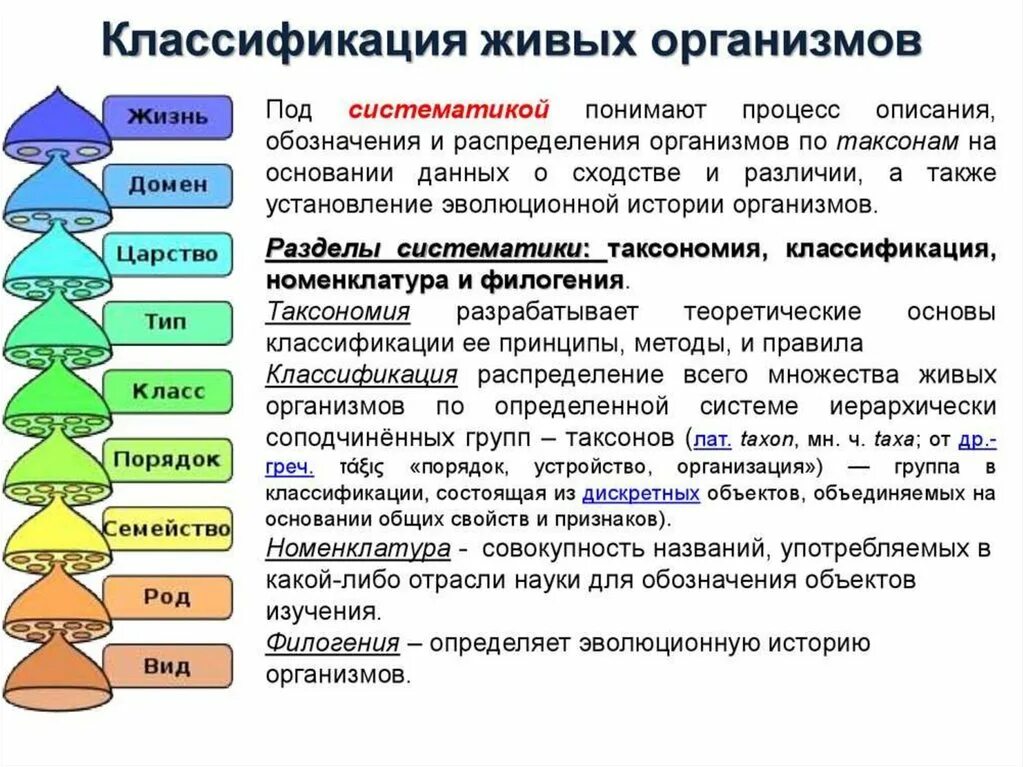 Полная классификация живых организмов. Классификация живых организмов таблица. Систематическая классификация живых организмов. Современная классификация живых организмов таблица. Понятия систематики