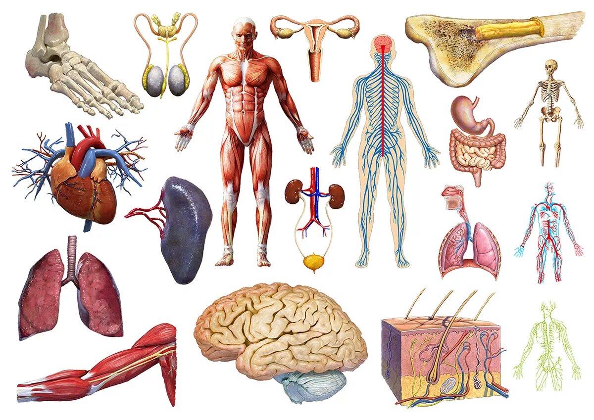 Анатомия картинки. Анатомия и физиология человека. Человеческое тело. Физиология тела человека. Тело человека. Анатомия и физиология.